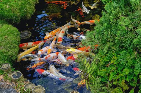 Koi .